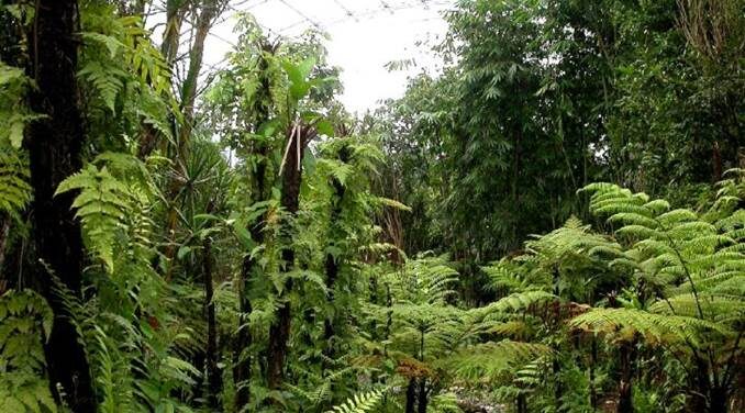 Madagascar les plantes soignent
