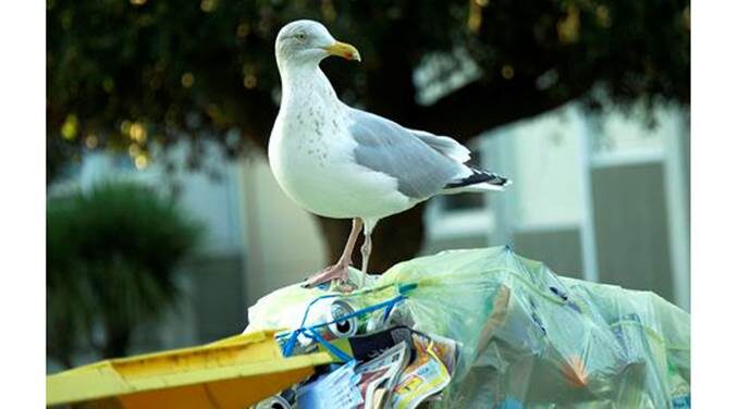 Les déchets liés au COVID, dont les masques, sont en train de tuer la vie sauvage partout dans le monde