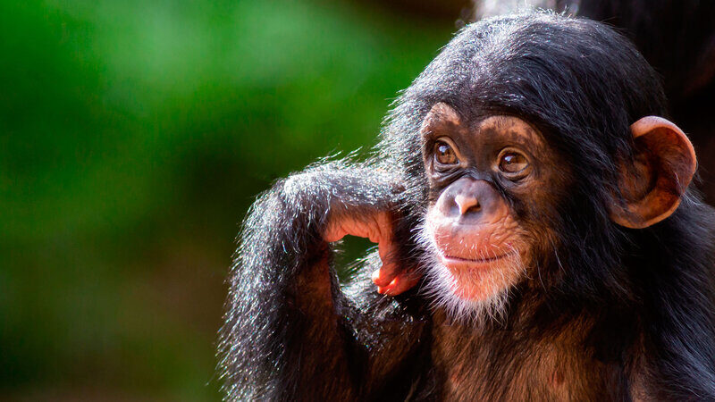 La variole du singe est déclarée urgence de santé publique de portée internationale