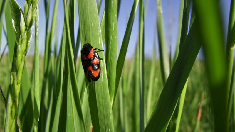 Le meilleur antidote contre les prochaines pandémies, c’est de préserver la biodiversité