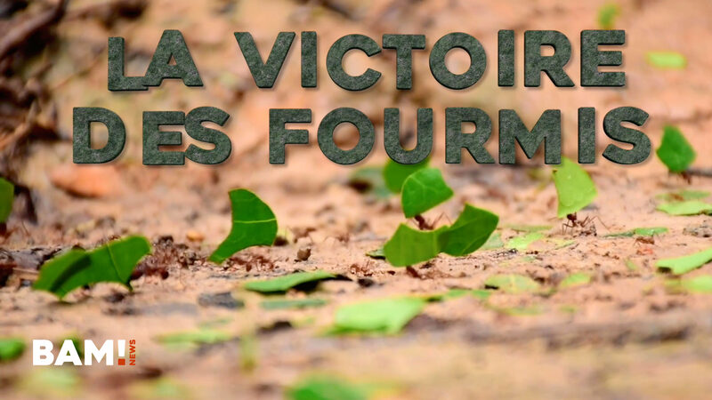 « La victoire des Fourmis« - ITW