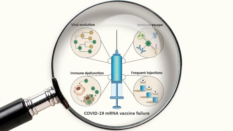 Vaccins ARN : les leçons tirées des essais cliniques et de la campagne de vaccination
